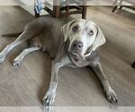 Small Labrador Retriever