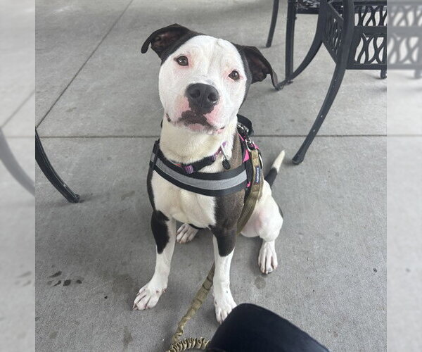 Medium Photo #3 American Pit Bull Terrier-Unknown Mix Puppy For Sale in Palmetto, FL, USA