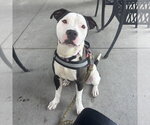 Small Photo #3 American Pit Bull Terrier-Unknown Mix Puppy For Sale in Palmetto, FL, USA