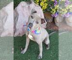 Small American Pit Bull Terrier Mix