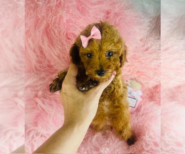 Medium Photo #19 Poodle (Toy) Puppy For Sale in PEMBROKE PINES, FL, USA