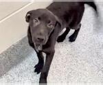 Small #1 Labrador Retriever Mix