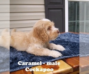 Cocker Spaniel-Poodle (Miniature) Mix Puppy for sale in CLARKRANGE, TN, USA