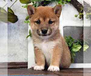 Shiba Inu Puppy for sale in MOUNT VERNON, OH, USA