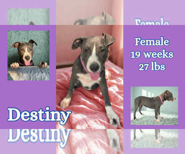 Medium Photo #4 American Pit Bull Terrier Puppy For Sale in FRAMINGHAM, MA, USA