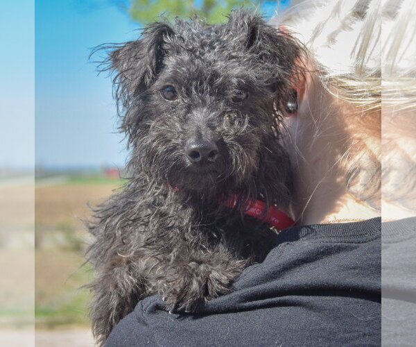 Medium Photo #4 Mutt Puppy For Sale in Huntley, IL, USA