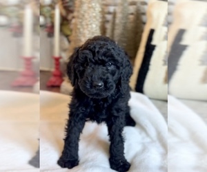 Poodle (Standard) Puppy for Sale in WASHINGTON, District of Columbia USA