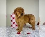 Small Photo #5 Golden Retriever Puppy For Sale in GREENFIELD, IN, USA