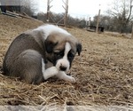 Small Photo #4 Anatolian Shepherd Puppy For Sale in COMMERCE, TX, USA