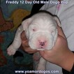 Small Photo #207 Dogo Argentino Puppy For Sale in PINEVILLE, MO, USA