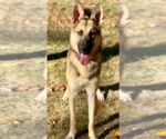 Small #4 German Shepherd Dog