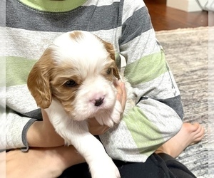 Cavalier King Charles Spaniel Dog for Adoption in BOERNE, Texas USA