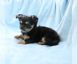 Chihuahua Puppy for sale in MUSKOGEE, OK, USA