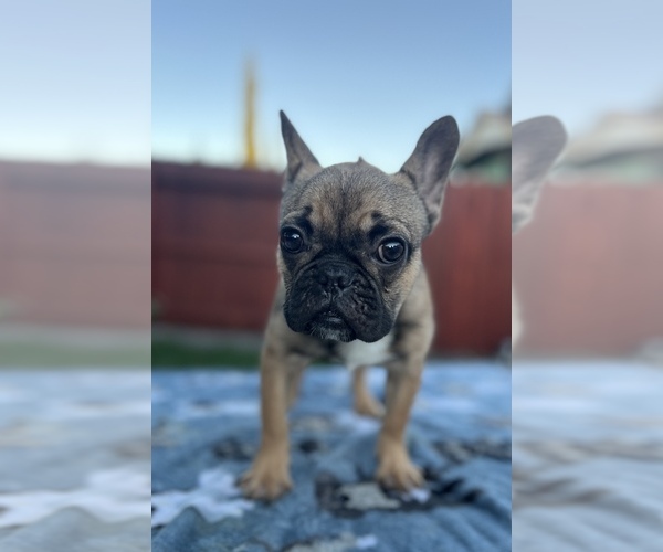 Medium Photo #3 French Bulldog Puppy For Sale in SACRAMENTO, CA, USA