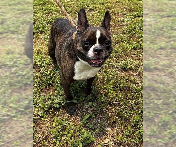Medium Photo #1 French Bulldog Puppy For Sale in Fort Lauderdale, FL, USA
