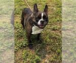 Small French Bulldog