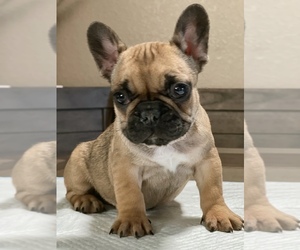 French Bulldog Puppy for sale in ELK GROVE, CA, USA
