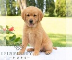 Small Golden Retriever