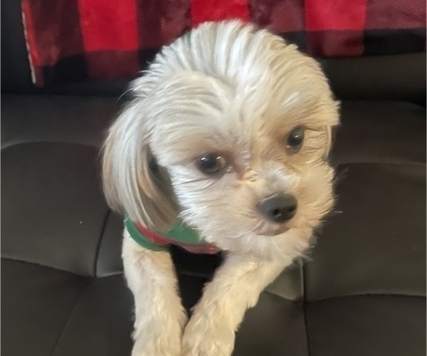 Medium Photo #1 Shorkie Tzu Puppy For Sale in AYNOR, SC, USA