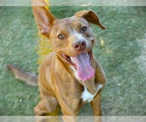 Siberian Husky-Unknown Mix Dogs for adoption in Tallahassee, FL, USA
