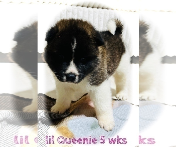 Medium Photo #11 Akita Puppy For Sale in BUTLER, PA, USA