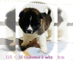 Small #10 Akita