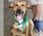 Small #1 Beagle Mix