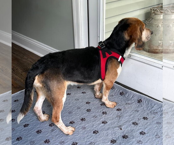 Medium Photo #9 Beagle Puppy For Sale in Dunnellon, FL, USA
