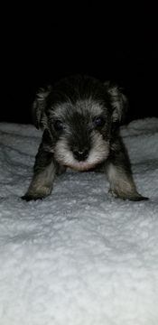 Medium Photo #1 Schnauzer (Miniature) Puppy For Sale in JEFFERSON CITY, MO, USA