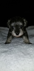 Schnauzer (Miniature) Puppy for sale in JEFFERSON CITY, MO, USA