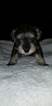 Small Photo #1 Schnauzer (Miniature) Puppy For Sale in JEFFERSON CITY, MO, USA