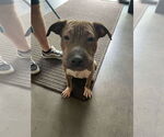 Small #21 Chinese Shar-Pei Mix