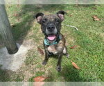 Small #1 American Pit Bull Terrier