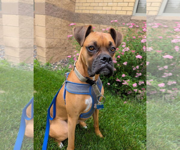 Medium Photo #1 Boxer Puppy For Sale in Woodbury, MN, USA