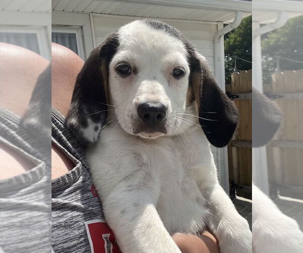 Medium Photo #7 Jack-A-Bee Puppy For Sale in Aurora, IN, USA