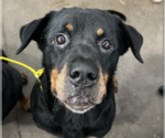 Small #4 Rottweiler