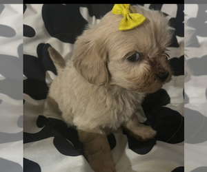 Maltipoo (Miniature) Puppy for sale in VENETA, OR, USA