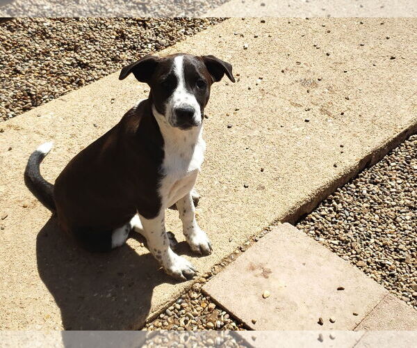 Medium Photo #2 Border Collie Puppy For Sale in Poplar Bluff, MO, USA