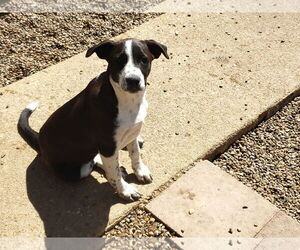 Shirley - Female Border Collie Dog for Adoption - Photo #2