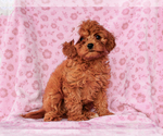 Small #4 Cavalier King Charles Spaniel-Poodle (Toy) Mix