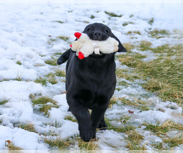 Medium Photo #2 Labrador Retriever Puppy For Sale in SYRACUSE, IN, USA