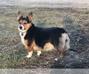 Mother of the Pembroke Welsh Corgi puppies born on 03/01/2019