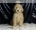 Puppy Duke Goldendoodle (Miniature)