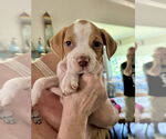 Small #9 American Staffordshire Terrier Mix
