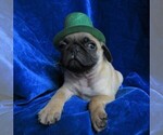 Small Photo #2 Pug Puppy For Sale in NORWOOD, MO, USA