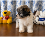 Small #18 Morkie