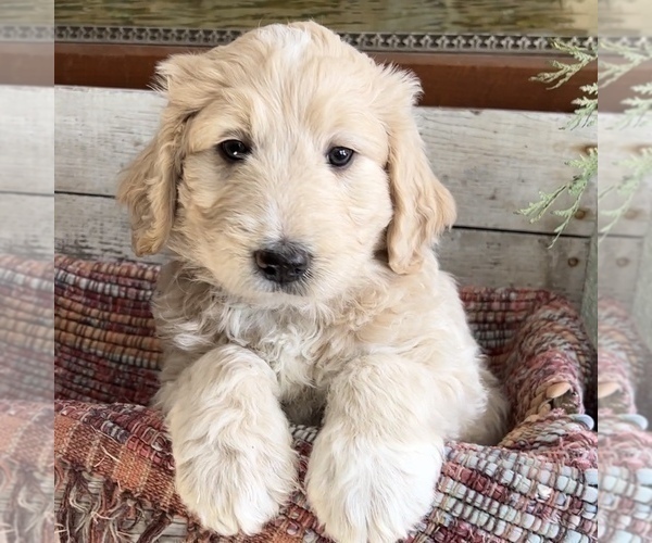 Medium Photo #1 Pyredoodle Puppy For Sale in SPOONER, WI, USA