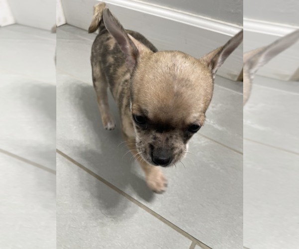 Medium Photo #1 Chihuahua Puppy For Sale in COLCHESTER, VT, USA