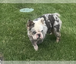 Father of the French Bulldog puppies born on 05/03/2025