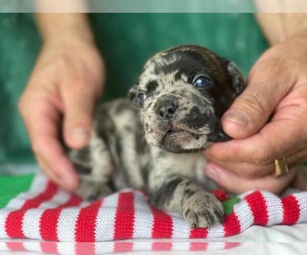 Medium Photo #2 French Bulldog Puppy For Sale in HAMDEN, CT, USA